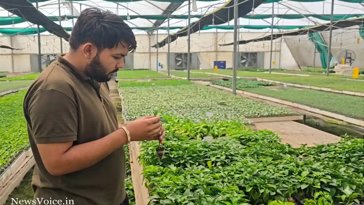 High-tech nursery Haryana