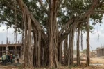 Ancient Banyan Tree obstructing construction work at Dharuhera Bus Stand Rewari, upcoming auction on April 15.