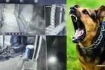 Rewari Dog Bite Case