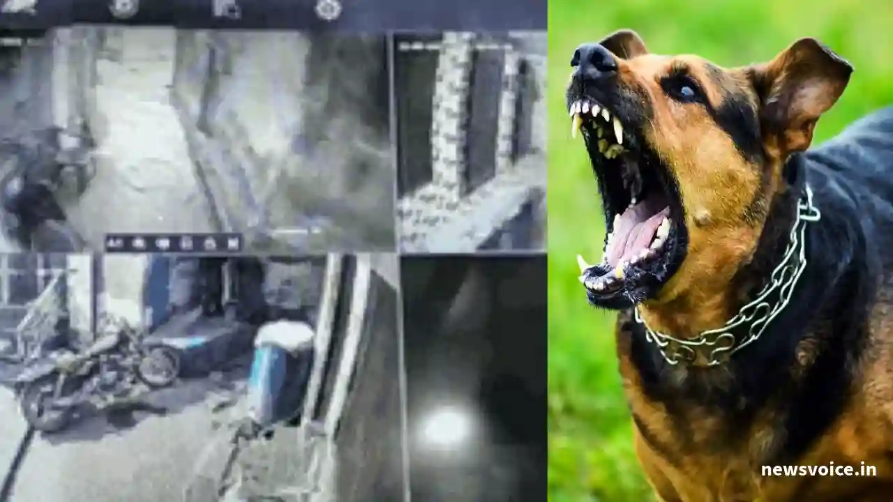 Rewari Dog Bite Case