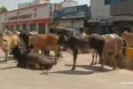 Stray Cattle Problem Rewari