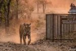 Alt Text में लिखें: Ranthambore New Tiger Safari Park Proposal IOC Land Sawai Madhopur